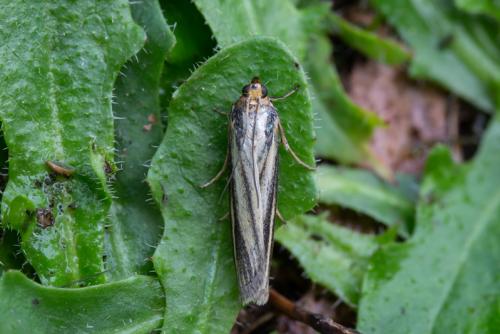 Selagia argyrella